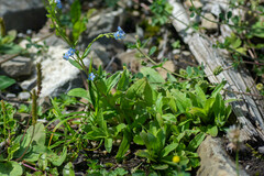Myosotis cespitosa