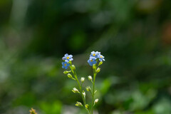 Myosotis cespitosa