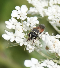 Hylaeus variegatus