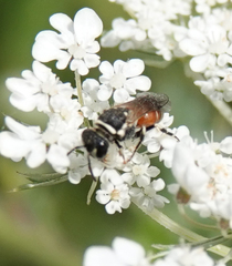Hylaeus variegatus