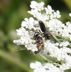 Hylaeus variegatus