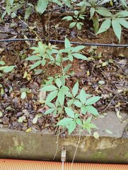 Cissus elongata