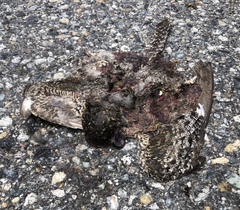 Phalaenoptilus nuttallii