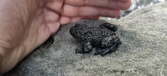 Bombina variegata pachypus