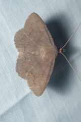 Mecodina bisignata