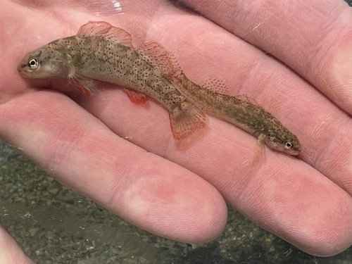 Rio Grande Darter