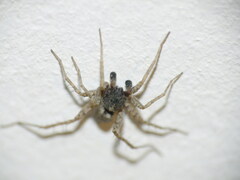 Pardosa hortensis