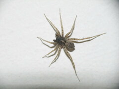 Pardosa hortensis