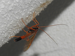 Opheltes glaucopterus barberi