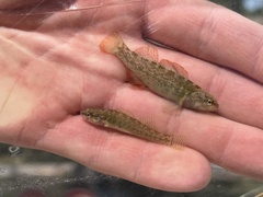Etheostoma grahami