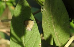 Calycopis