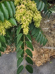 Ailanthus altissima