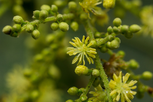 Neoboutonia macrocalyx image