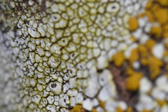 Pezizomycotina