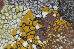 Pezizomycotina
