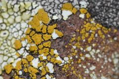 Pezizomycotina