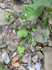 Campanula sibirica