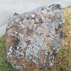 Pezizomycotina