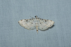 Pycnarmon cribrata