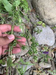Campanula sibirica