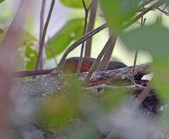 Synallaxis erythrothorax