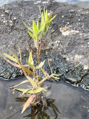 Panicum philadelphicum