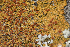 Pezizomycotina
