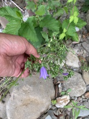 Campanula sibirica