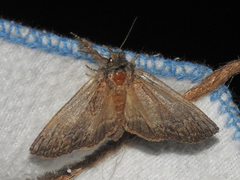 Peridea basitriens