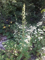 Solidago squarrosa