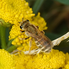 Halictus subauratus
