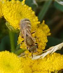 Halictus subauratus