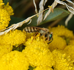 Halictus subauratus