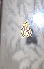 Miltochrista conjunctana