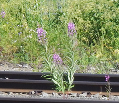 Chamaenerion angustifolium