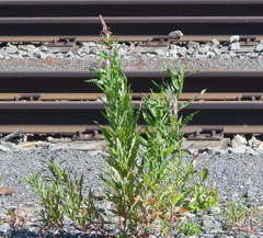 Chamaenerion angustifolium