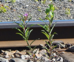 Chamaenerion angustifolium