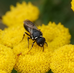 Hylaeus nigritus