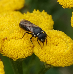 Hylaeus nigritus