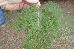 Chamaecyparis obtusa