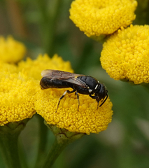 Hylaeus nigritus