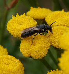 Hylaeus nigritus