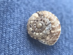 Microxeromagna lowei