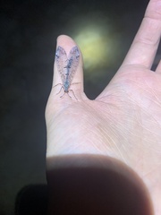 Dendroleon speciosus