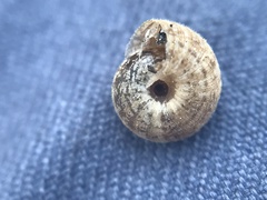 Microxeromagna lowei