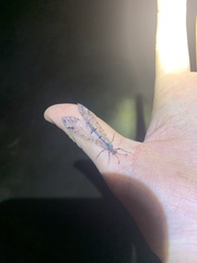 Dendroleon speciosus