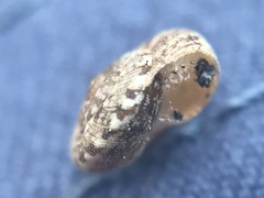 Microxeromagna lowei