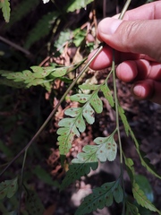 Davallia divaricata