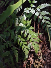 Davallia divaricata