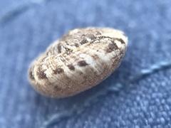 Microxeromagna lowei